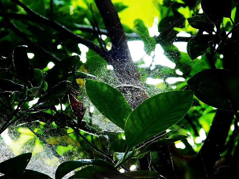 File:Spiderweb1.jpg