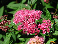 Spiraea japonica