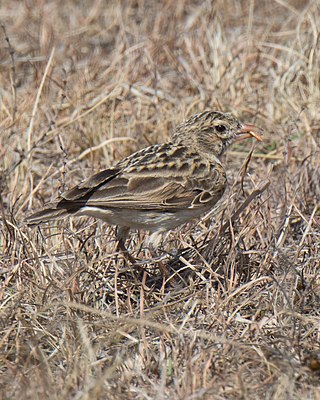 <span class="mw-page-title-main">Botha's lark</span> Species of bird