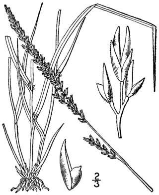 <i>Sporobolus compositus</i> Species of flowering plant