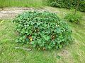 a bed of strawberries