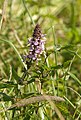   Marsh Woundwort (Stachys palustris)