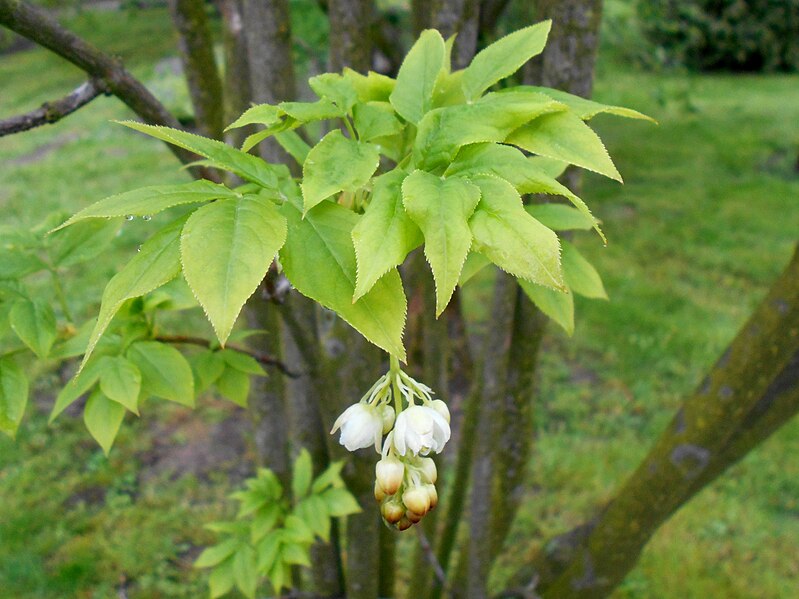 File:Staphylea pinnata 2017-05-05 9577.jpg