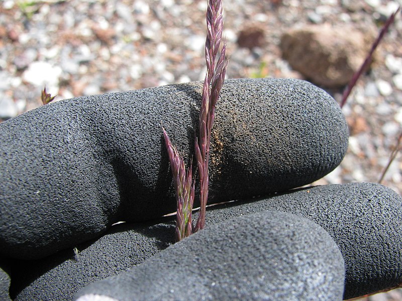 File:Starr-110515-6586-Festuca rubra-seedhead-Science City-Maui (25095281105).jpg