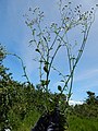 Starr-140909-1802-Cyanthillium cinereum-flowers-Wailua-Maui (24615302484).jpg