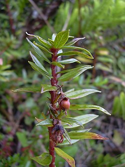 Stær 041006-0322 Lysimachia remyi.jpg