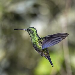 Steely-vented hummingbird (Saucerottia saucerottei saucerottei) in flight Las Tangaras.jpg