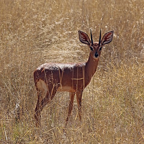 Backlit male showing white fur in ears, Tswalu Kalahari Res.