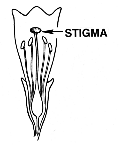 File:Stigma (PSF).png