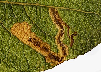 Mine showing the frass Stigmella salicis mine, Gronant dunes, North Wales, Sept 2015 (21626088096).jpg