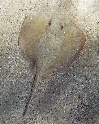 <span class="mw-page-title-main">Common stingaree</span> Species of cartilaginous fish