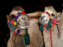 Two bactrian camels during an intermission in the dress rehearsal for Mittwoch (Birmingham Opera, 21 August 2012) Stockhausen Mittwoch Birmingham Kamele 21Aug2012.png