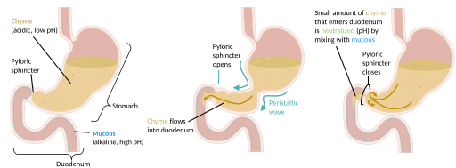 Stomach emptying into duodenum