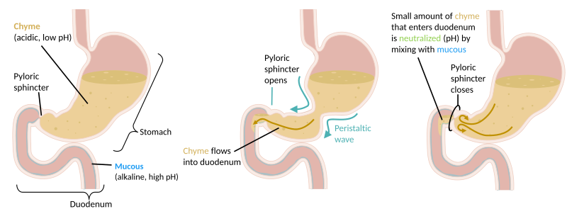 File:Stomach emptying into duodenum.svg