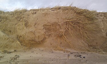 Erosion of the fore dunes due to winter storms. Storm damage at Stevenston Sand Dunes.jpg