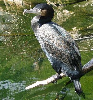 Cormorant