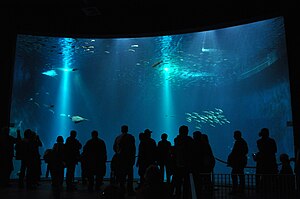 Ozeaneum Stralsund: Ausstellungen, Aquarien, Gebäude