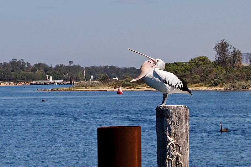 File:Strange pelican behaviour.jpg