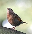 Streaked Laughingthrush I2 IMG 4068.jpg