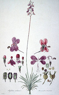 <i>Stylidium violaceum</i> Species of carnivorous plant