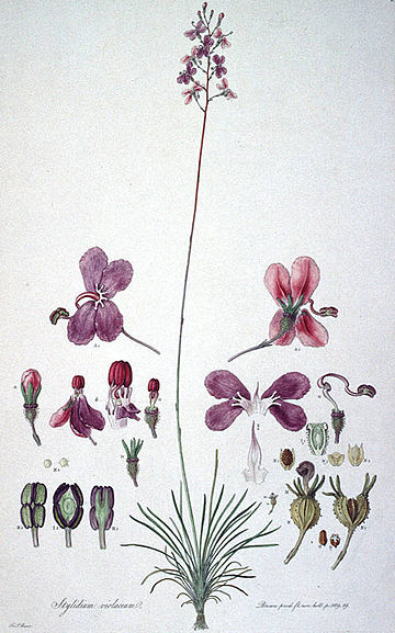 Stylidium violaceum