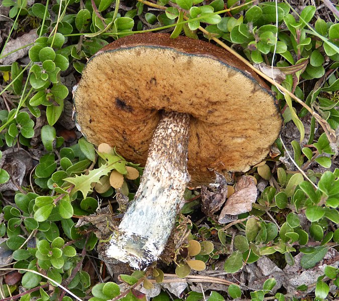 File:Suillus pictus, probably - Flickr - gailhampshire.jpg