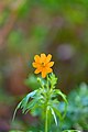 Sulfur cosmos (Cosmos sulphureus).