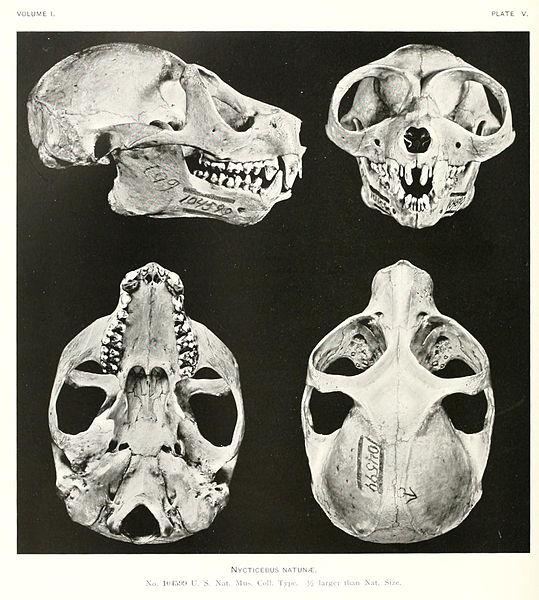 The skull of the Sunda slow loris