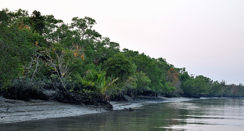File:Sundarbans in the afternoon 4.jpg