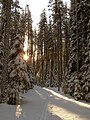 Foresta boreale/taiga