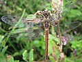 Blutrote Heidelibelle (Sympetrum sanguineum) / Weibchen