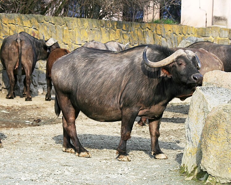 File:Syncerus caffer Dvur zoo 3.jpg