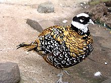 Male Reeves's pheasants (S. reevesi) are unmistakable in appearance (tail is abraded) Syrmaticus reevesii -Jardim dos Louros -Funchal -Madeira.jpg