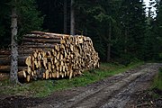 Polski: Zrywka drewna pod Czerwonymi Skałkami w Szklarskiej Porębie