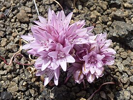 Table Rock Allium Parvum.jpg