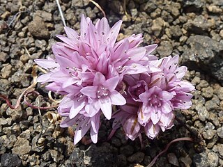 <i>Allium parvum</i> Species of flowering plant