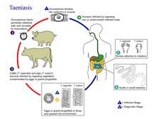 lebenszyklus leberegel nemathelminthes állatok aszcariasis megelőzése