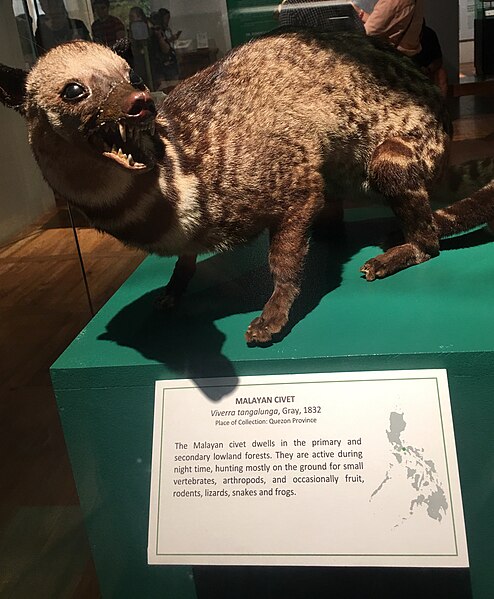 File:Taxidermied Malayan Civet at Philippine National Museum.jpg