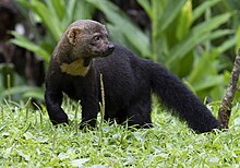 Tayra - Male, Brazil (cropped).jpg