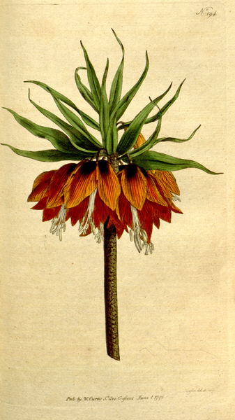 File:The Botanical Magazine, Plate 194 (Volume 6, 1793).png