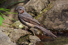 Der braunohrige Bulbul nach dem Spielen mit Wasser.jpg