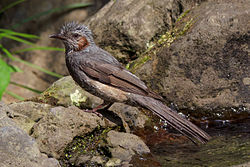 The brown-eared bulbul after playing with water.jpg