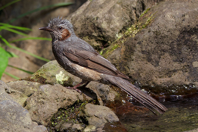 Fájl:The brown-eared bulbul after playing with water.jpg