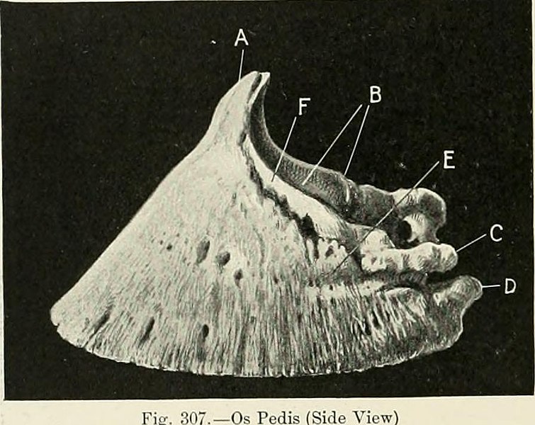 File:The horse, its treatment in health and disease with a complete guide to breeding, training and management (1906) (14585631309).jpg