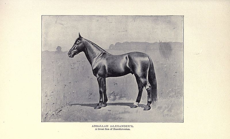 File:The horse of America in his derivation, history and development BHL18391073.jpg