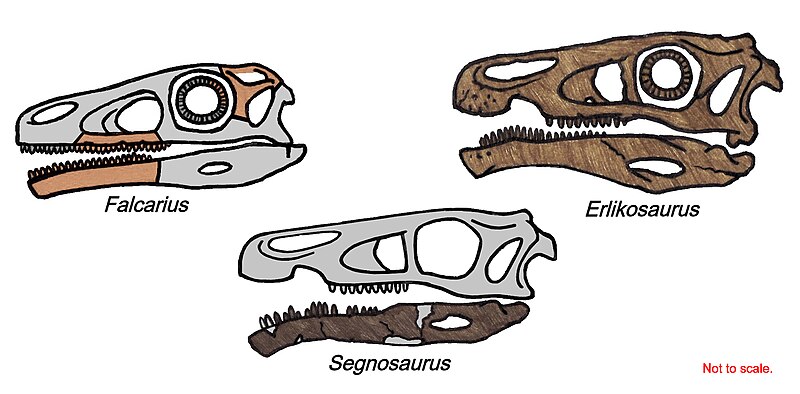 File:Therizinosaurid skull 044.JPG