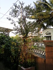 Tulsi in a home garden