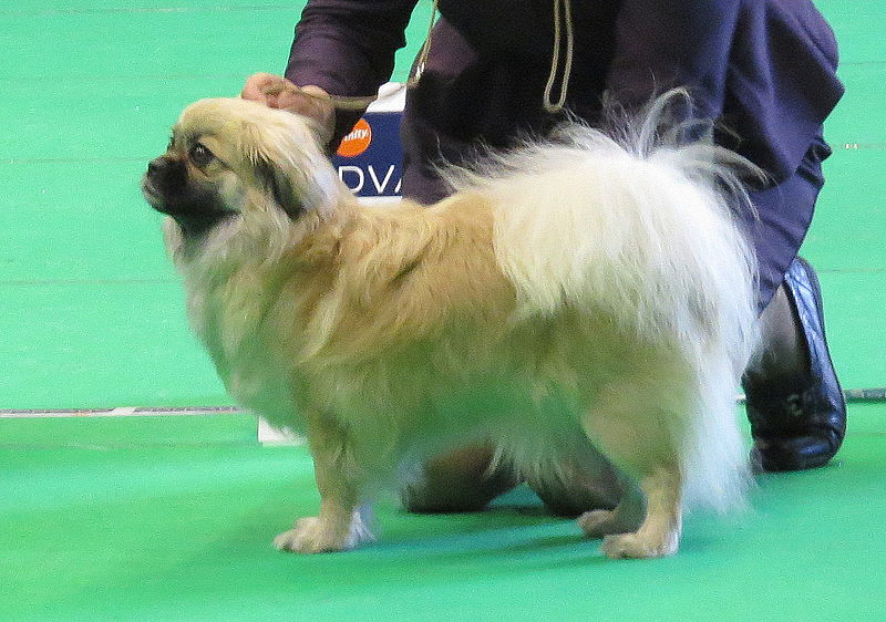 File:Tibetan spaniel 3 Narva CACIB 2014.JPG