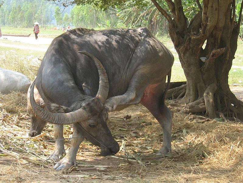 File:Tier Wasserbüffel den es juckt Kambodscha.JPG
