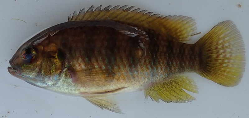 File:Tilapia ruweti 97168324.jpg